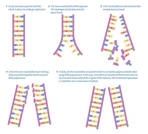 อันดับหนึ่ง 101 ภาพ กระบวนการ Dna Replication อัปเดต