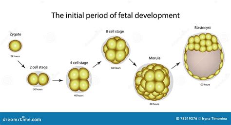 El Período Inicial De Desarrollo Fetal La Estructura Del Zygote