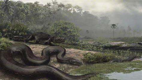Fossil Of Largest Snake Found In Colombia