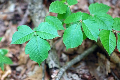 How To Treat Poison Ivy Addison Guide