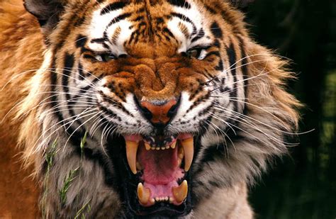 Scary Tiger By Tristix On Deviantart