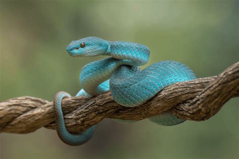 15 Types Of Blue Snakes With Pictures More Reptiles