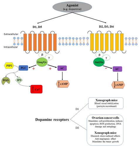 The Agonist Eg Dopamine Binds Dopamine Receptors D1 And D5