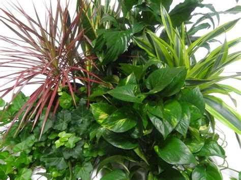 Happy National Indoor Plant Week Leafscape