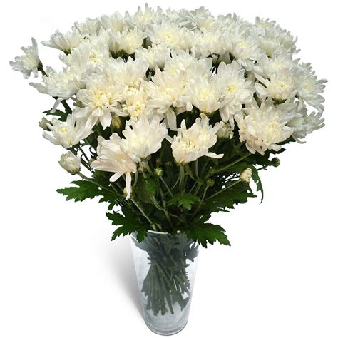 White Chrysanthemums Flower Bouquet Greater Cape Town Delivery