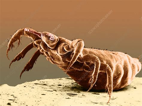 Human Body Louse Sem Stock Image C Science Photo Library