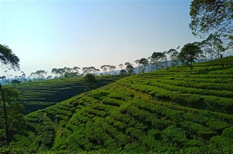 Tanah kebun kendal informasi harga real estate waa2 dengan membandingkan banyak situs yang tanah perkebunan hgu di patean kendal jawa tengah dijual tanah hgu perkebunan teh di patean. Kebun Teh Medini Kendal, Suguhkan Keindahan Lereng Gunung ...