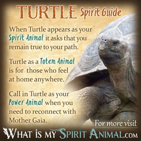 Turtle Symbolism And Meaning Spirit Totem And Power Animal Spirit