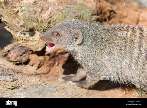 A Banded Mongoose Mungos Mungo Is Sitting On A Rock With Mouth Wide