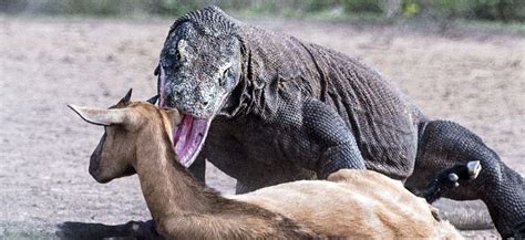 Honey Badger Vs Komodo Dragon Fight Who Will Win In