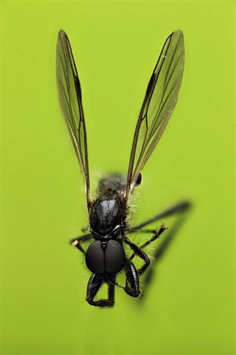Black Fly Macroscopic Solutions Inspiring Discovery