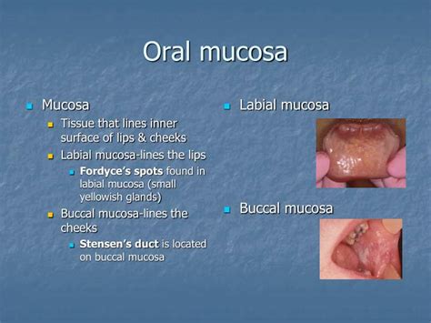 Ppt Landmarks Of The Face And Oral Cavity Powerpoint Presentation