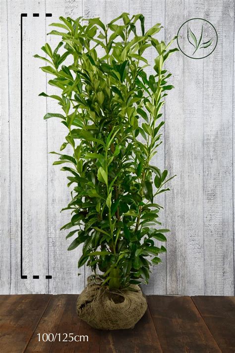 The colour or name comes from the french word cerise, meaning cherry. Laurier cerise 'Genolia'® En motte 100-125 cm Qualité extra