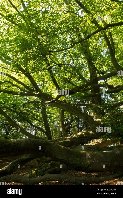 Beech Trees In An English Wood Stock Photo Alamy