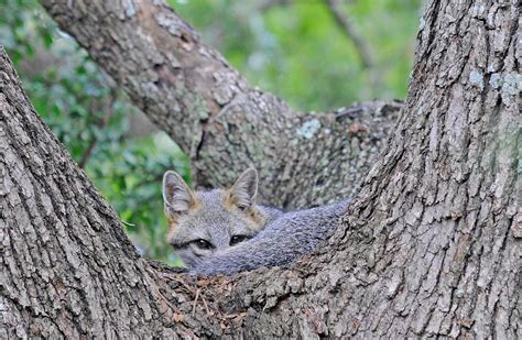 A Gray Fox Spotted Recently On The Greenbelt In South Austin Gray