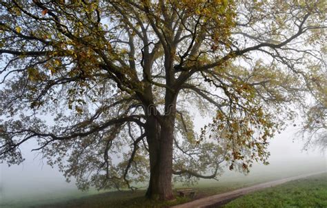 Beautiful Old Oak Tree Stock Photo Image Of Leaves 103143780