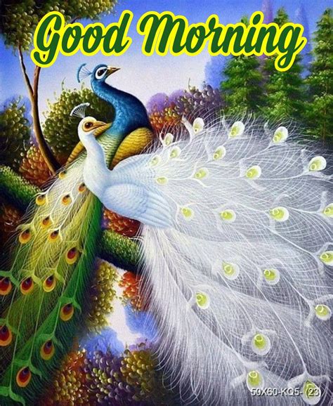 Good Morning Peacock Hd Images Wisdom Good Morning Quotes