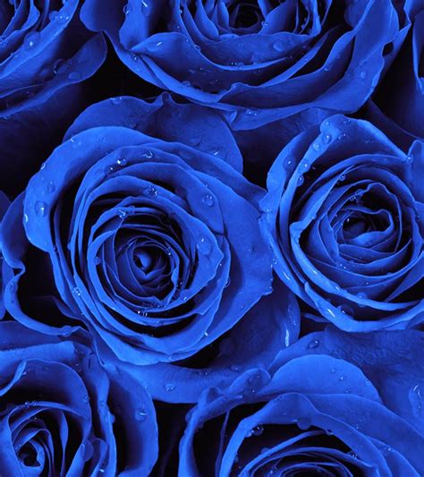Beautiful Blue Roses Pictures Rose Blue Wallpaper Wallpapers Hd Water
