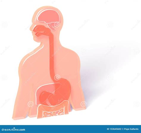3d Illustration Of Anatomy With Digestive System Stock Illustration