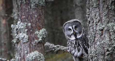 50 Bing Wallpaper Owl