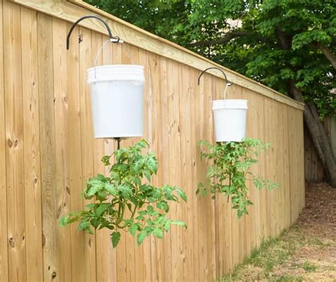 50 Brilliant Uses For A 5 Gallon Bucket Hanging Tomato Plants Tomato