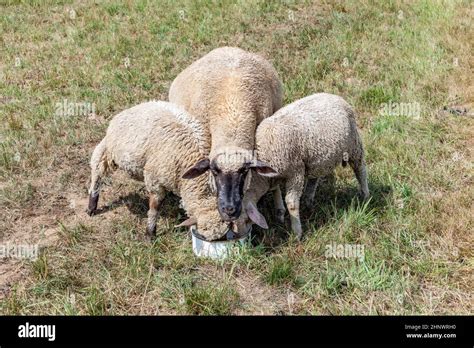 Sheeps Are Grazing At The Green Meadow Stock Photo Alamy
