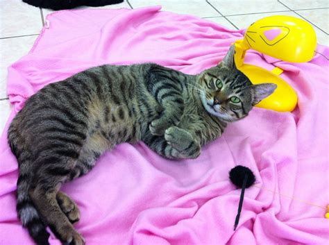 Best Volunteer Opportunities For Animal Lovers In Chicago – CBS Chicago