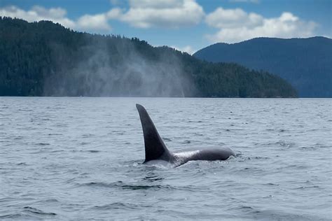 Best Whale Watching Tours Vancouver Island 2024 Locals Guide