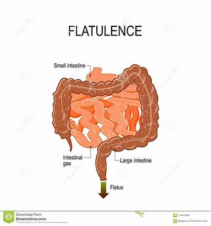 Gas Intestinal Flatulence Intestine Human Digestive Air