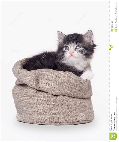 Small Siberian Kitten In Sackcloth Bag Stock Image Image Of Tabby