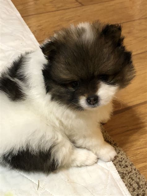 Pomeranian Puppies For Sale Chicago Il 289176