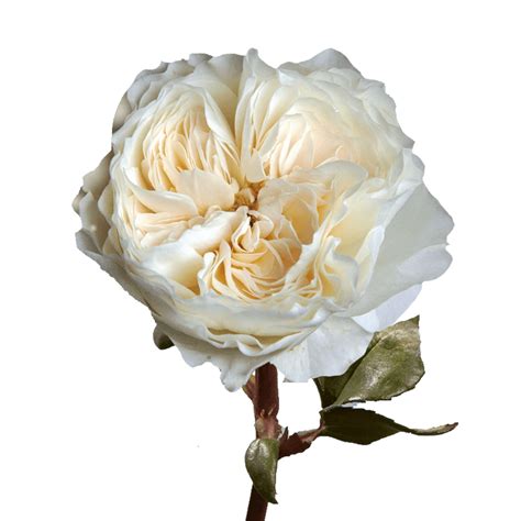 White And Ivory Garden Roses Globalrose