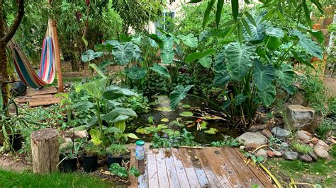 San Tan Valley Couple Make Backyard A Jungle Like Garden Oasis