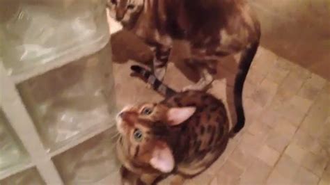 Cute Bengal Kittens Chirping At Fly On The Wall Youtube