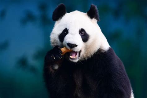 China Creates App To Identify Pandas Using Facial Recognition