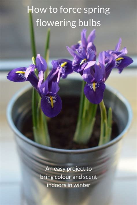 Forcing Bulbs Indoors An Easy Bulb Growing Project For Early Flowers