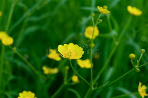 Yellow Meadow Flowers Stock Photo Image Of Beautiful 5742322