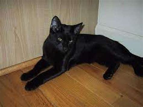 10 Fascinating Black Cat Breeds