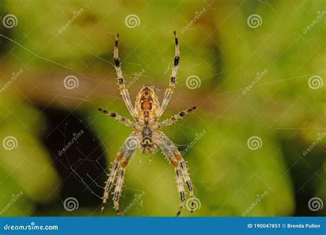Ventral View Of The Garden Spider Araneus Diadematus Stock Image