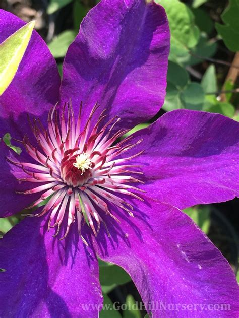 Hopefully you have a planting location in mind before you bring home your new clematis. Multi Blue Clematis #Oregon#pnw#purple#flower#summer ...