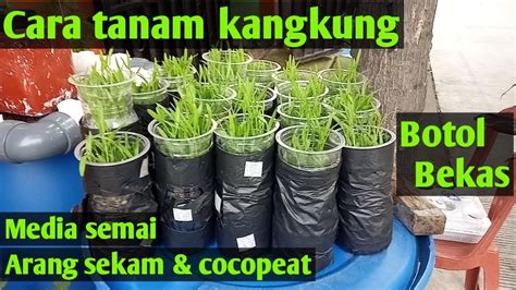 Kangkung Hidroponik Botol Bekas Media Semai Arang Sekam And Cocopeat