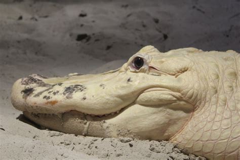 White Alligator Florida Wetlands Zoochat
