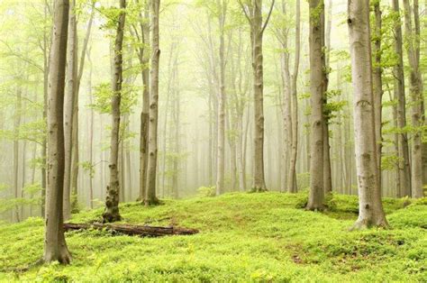 Forest Trees Light Green Wallpapers Hd Desktop And Mobile Backgrounds
