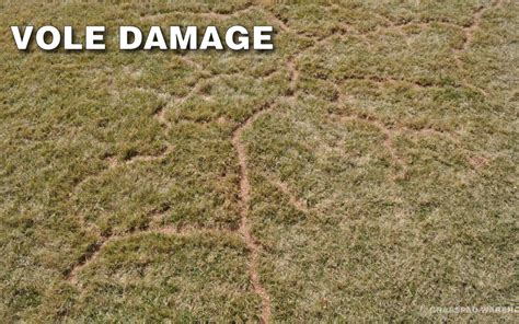 Guide To Repairing Vole Damage Grass Pad