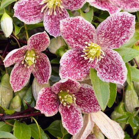 Clematis Freckles Evergreen Climbing Garden Plant Free Uk Delivery