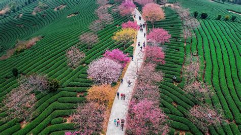 Aerial View Of Path Between Beautiful Slope Greenery Hd Nature