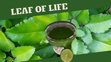 Leaf Of Life For Coughs And Colds Benefits Of Leaf Of Life Earths