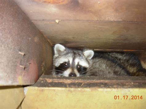 Do Raccoons Hibernate Winter Raccoon Activity Northeast Ohio