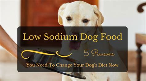 Many brands are often recommended by vets. Low Sodium Dog Food: 5 Reasons You Need To Change Your Dog ...