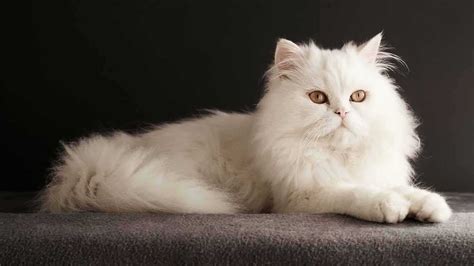 Perbedaan Kucing Persia Dan Anggora Adalah Sebagai Berikut
